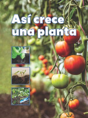 cover image of Así crece una planta (A Plant Grows)